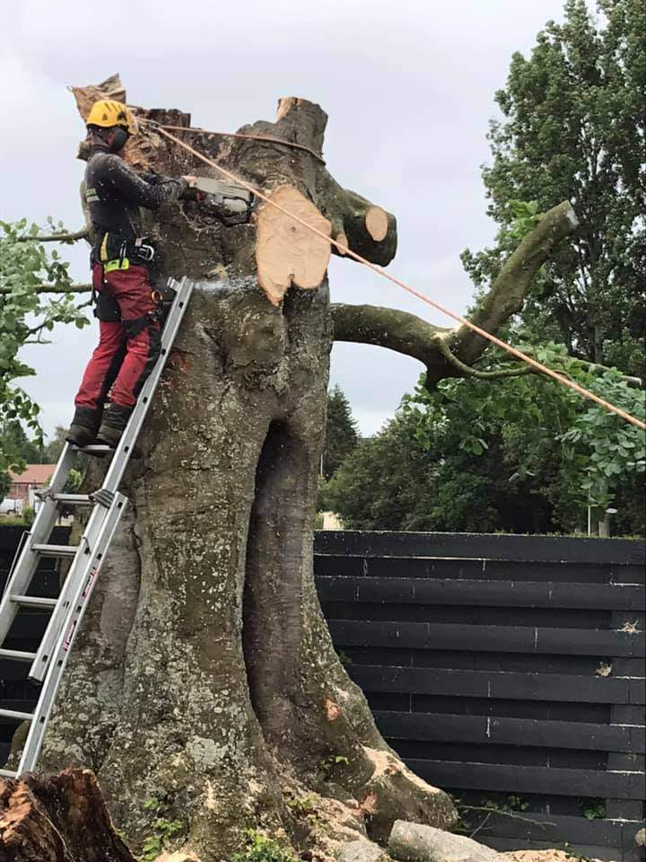Abattage d'arbre Rots