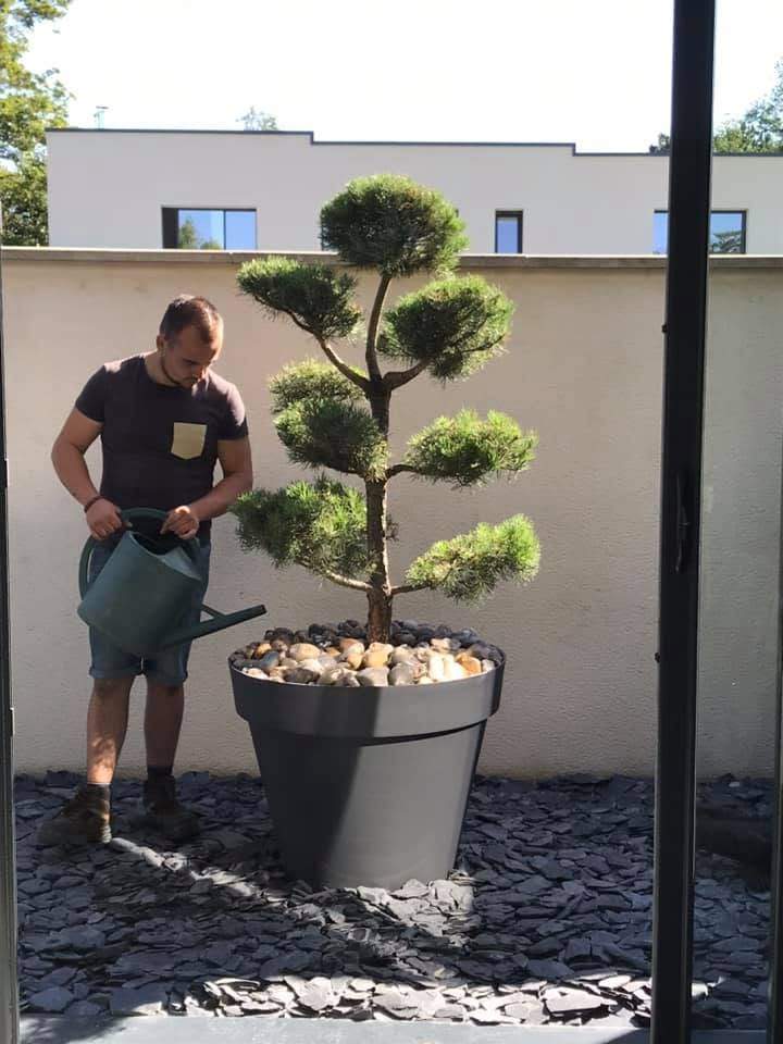 Arrosage arbuste en pot Rots