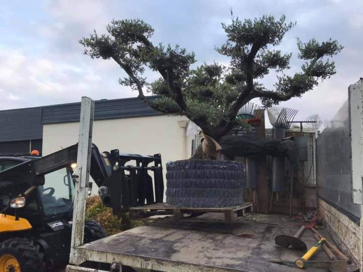 Transport d'arbuste à planter Rots
