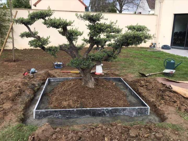 Plantation d'un arbuste Rots