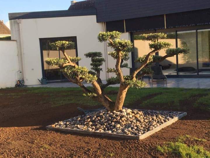Arbuste création d'un jardin sec moderne Rots
