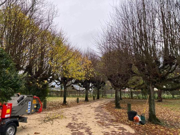 Elagage arbre Rots