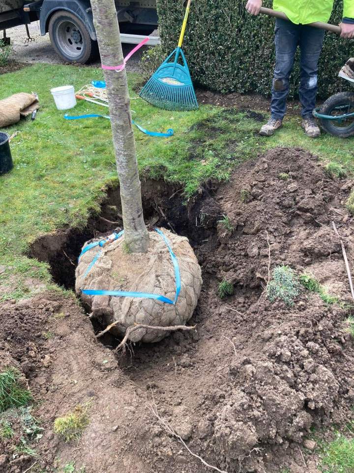 Plantation d'un arbre avec une motte de terre Rots