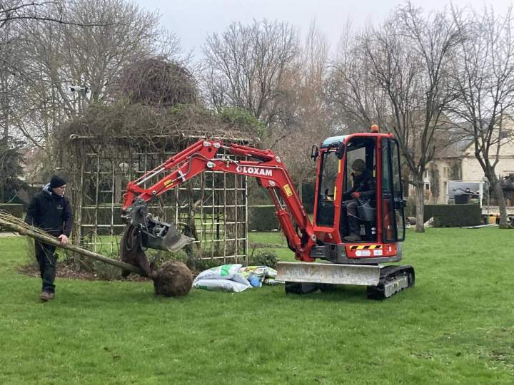Plantation d'arbre Rots