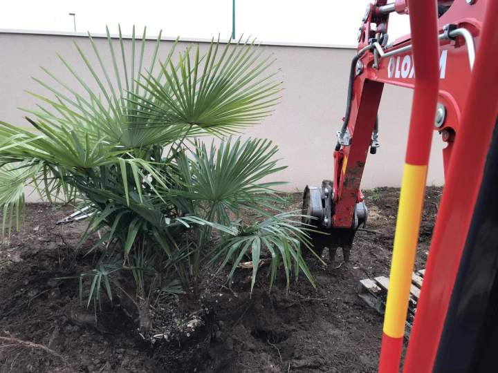 Plantation de palmier Rots