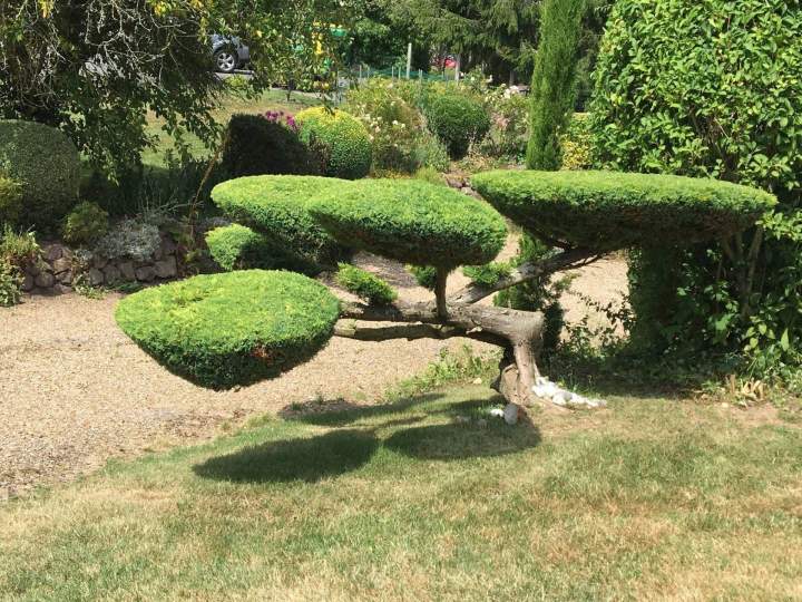 Taille d'arbuste Rots