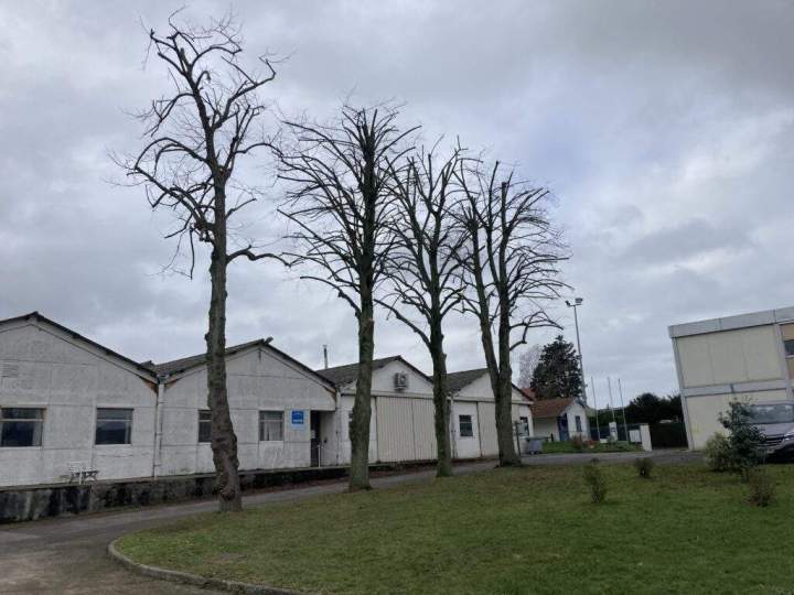 Arbres après élagage Rots
