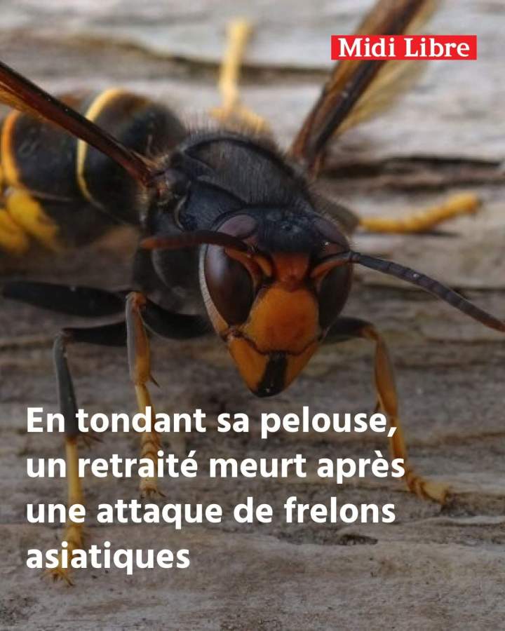 Frelon asiatique Rots