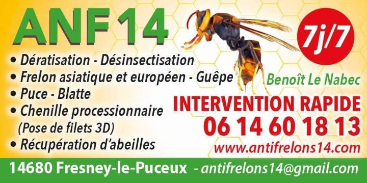 Service destruction de frelons asiatiques et européens