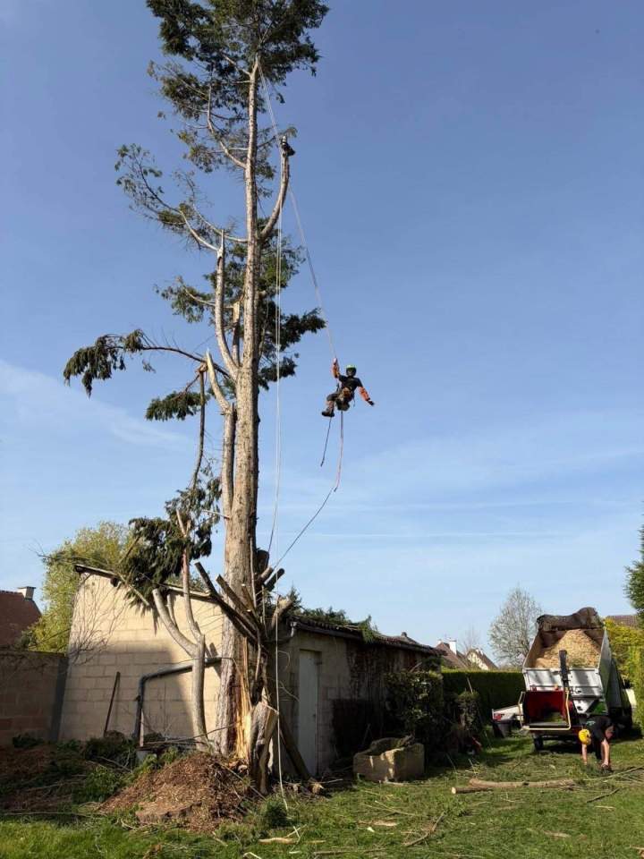 Arbre élagué Rots