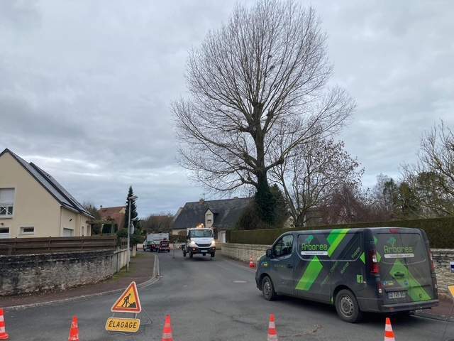 Arbre élagué Rots