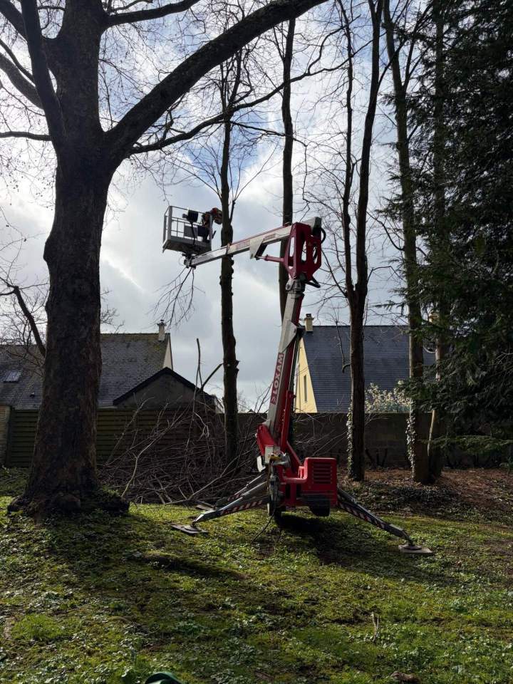 Taille d'arbre Rots
