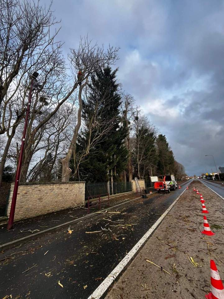 Arbres élagués Rots
