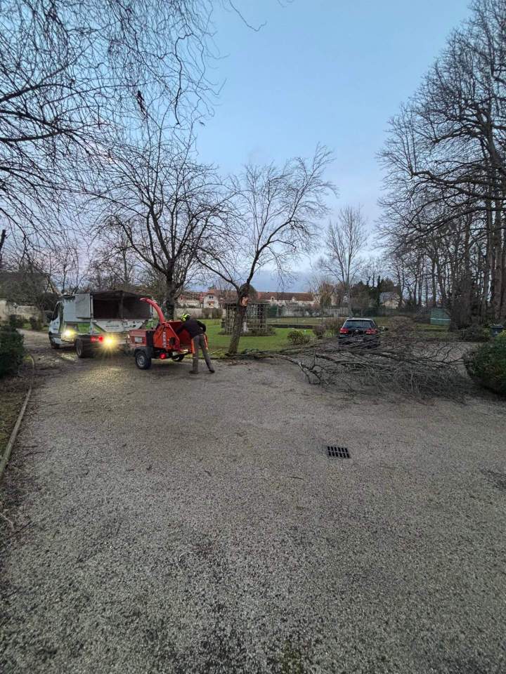 Arbres élagués Rots