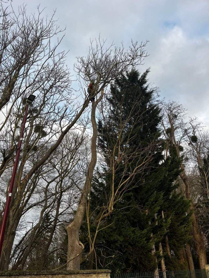 Débitage tronc d'arbre Rots