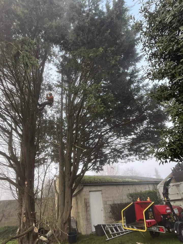 Abattage arbre dangereux Rots