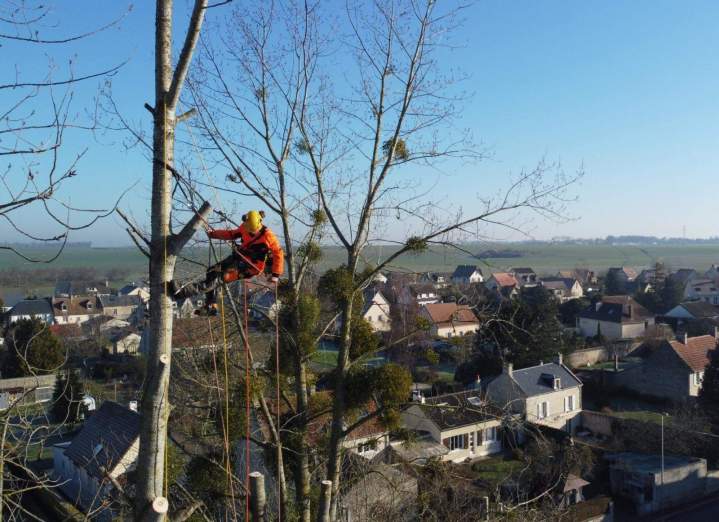 Taille de restructuration et soin professionnel de vos arbres