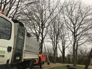 Matériel nécessaire pour élagage Rots