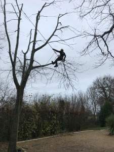 Elagueur professionnel Rots