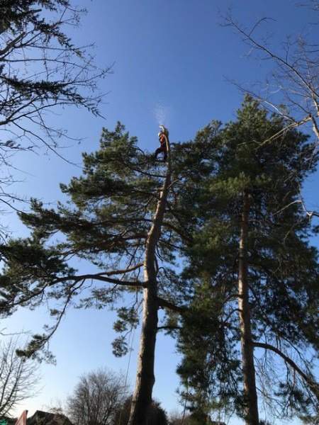 Elagage arbre en hauteur Rots