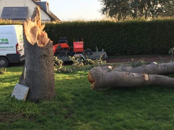 Souche d'arbre après abattage Rots