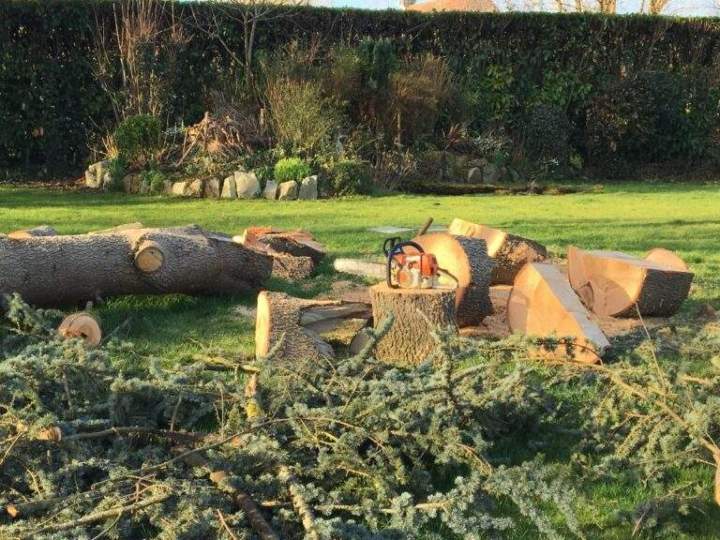 Débitage arbres Rots
