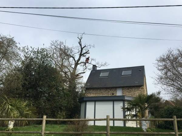 Elagage arbre dangereux Rots